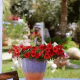 Petunia (White)