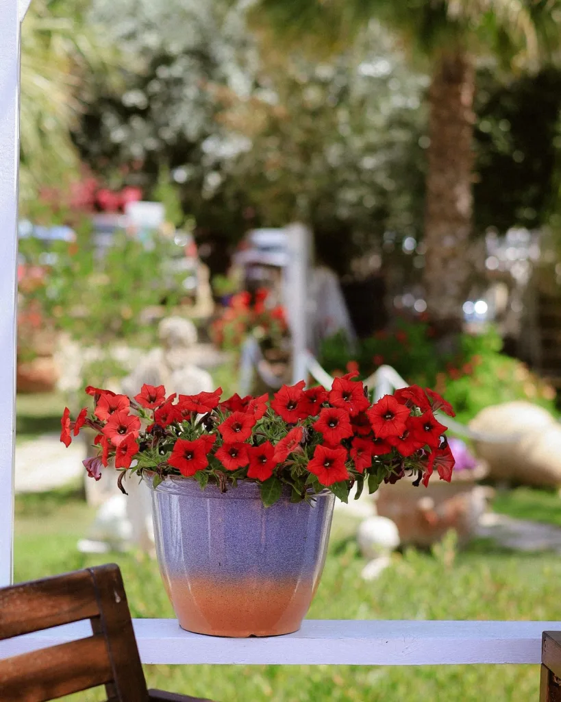 Petunia (White)