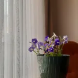 Petunia (White)