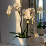 Phalaenopsis Orchid (Any variety, White)