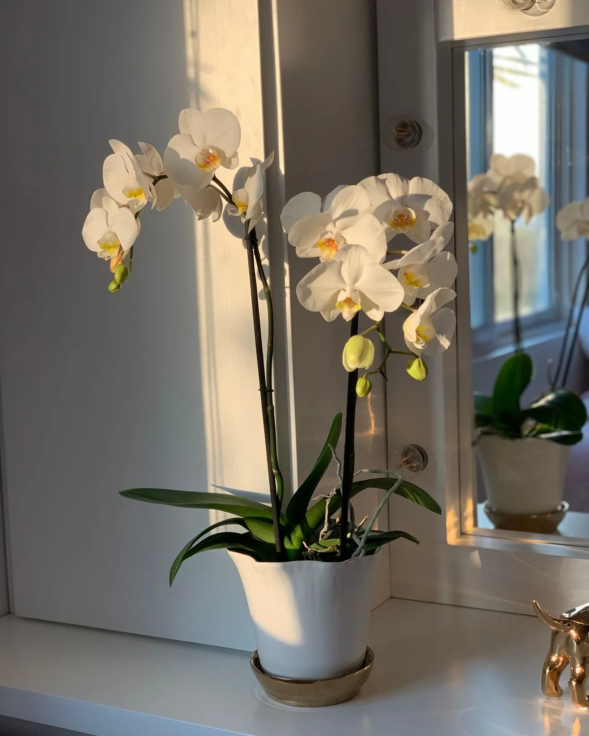 Phalaenopsis Orchid (Any variety, White)