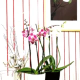 Phalaenopsis Orchid (Mature Blooming size, Any color)