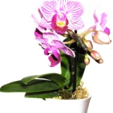 Phalaenopsis Orchid (Mature Blooming size, Any color)