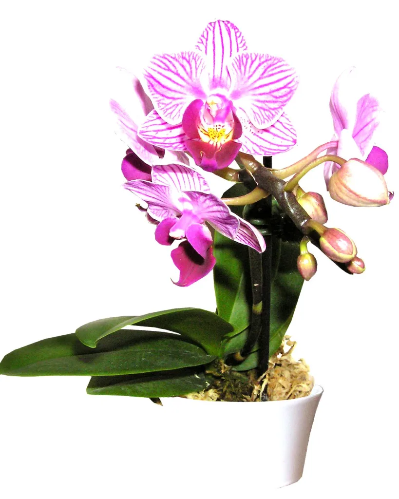 Phalaenopsis Orchid (Mature Blooming size, Any color)