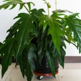 Philodendron Ceylon (Green)