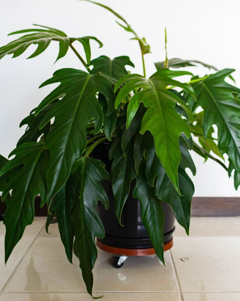 Philodendron Ceylon (Green)