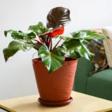 Philodendron Red Congo