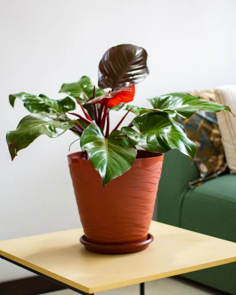 Philodendron Red Congo
