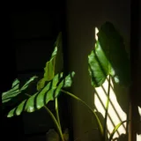 Philodendron Red Congo