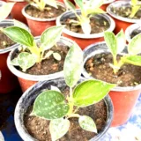 Philodendron Red