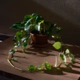 Philodendron Scandens Oxycardium, Heart-Leaf Philodendron