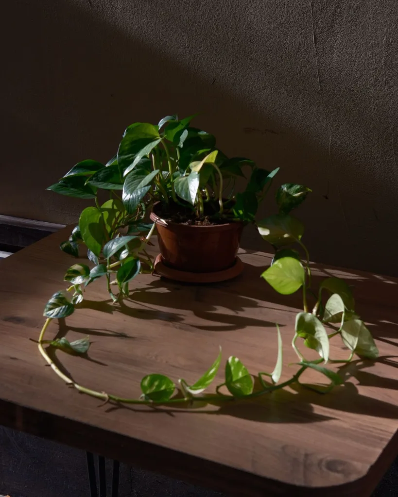 Philodendron Scandens Oxycardium, Heart-Leaf Philodendron