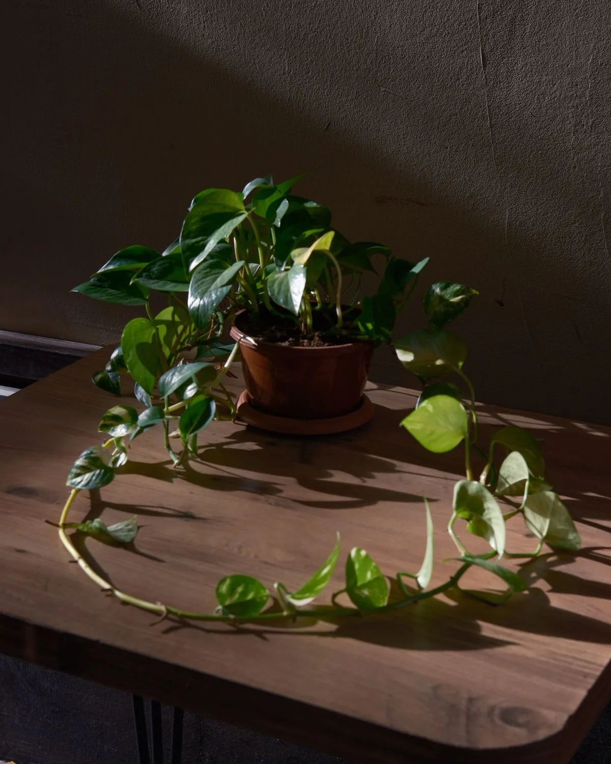 Philodendron Scandens Oxycardium, Heart-Leaf Philodendron