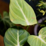 Philodendron Scandens Oxycardium, Heart-Leaf Philodendron