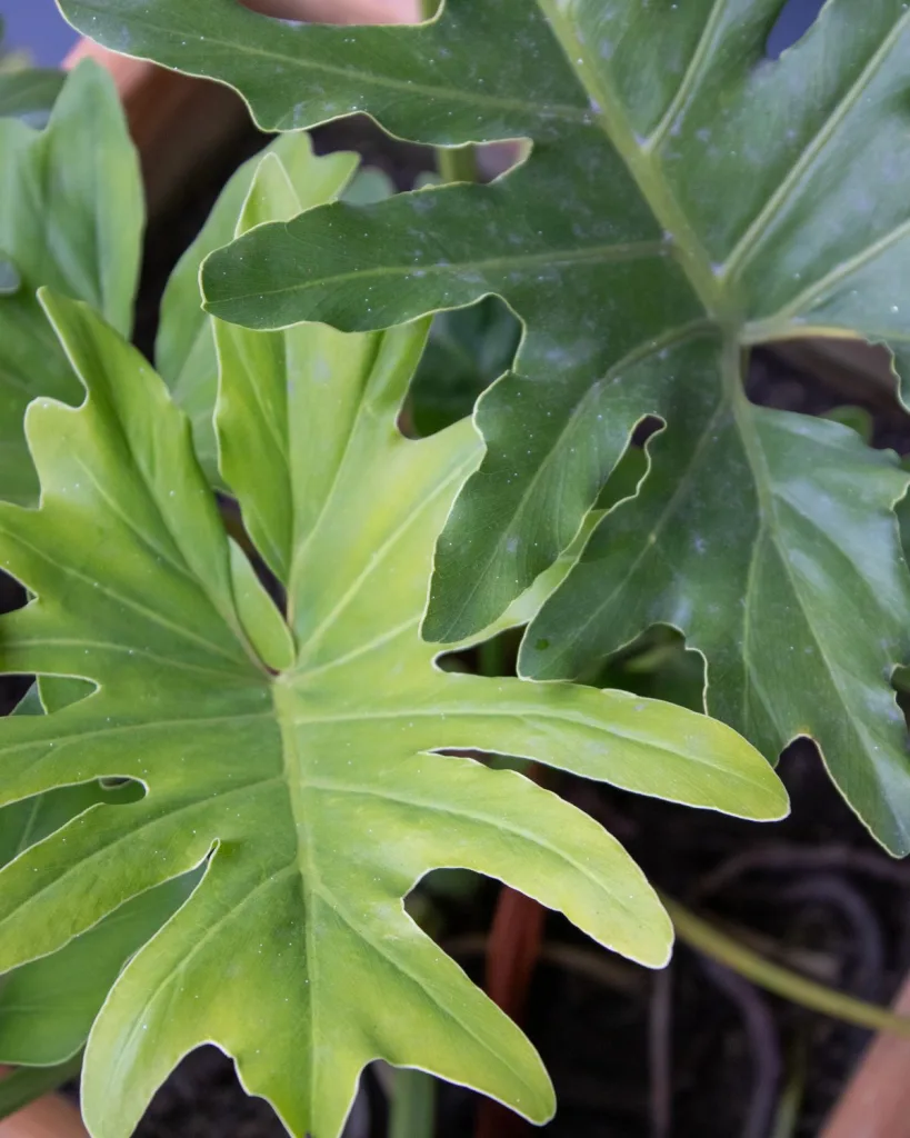 Philodendron lacerum