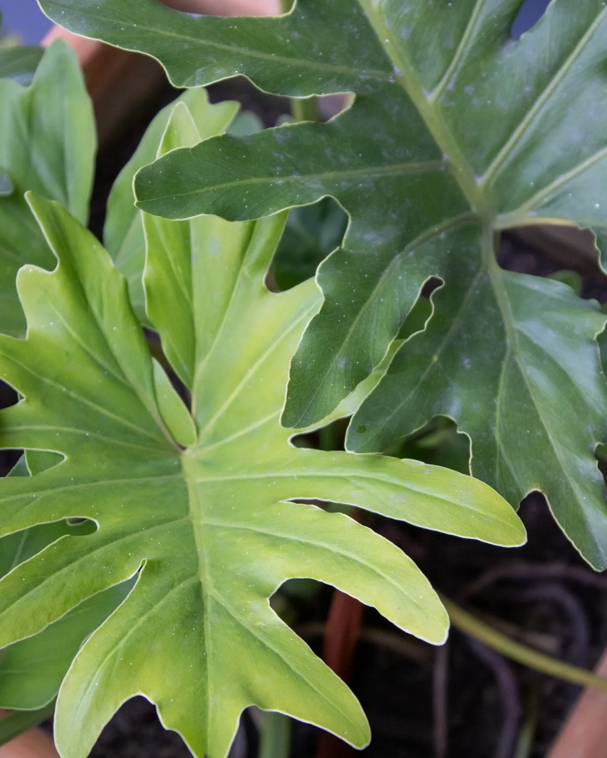 Philodendron lacerum
