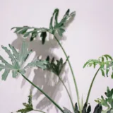 Philodendron xanadu Green