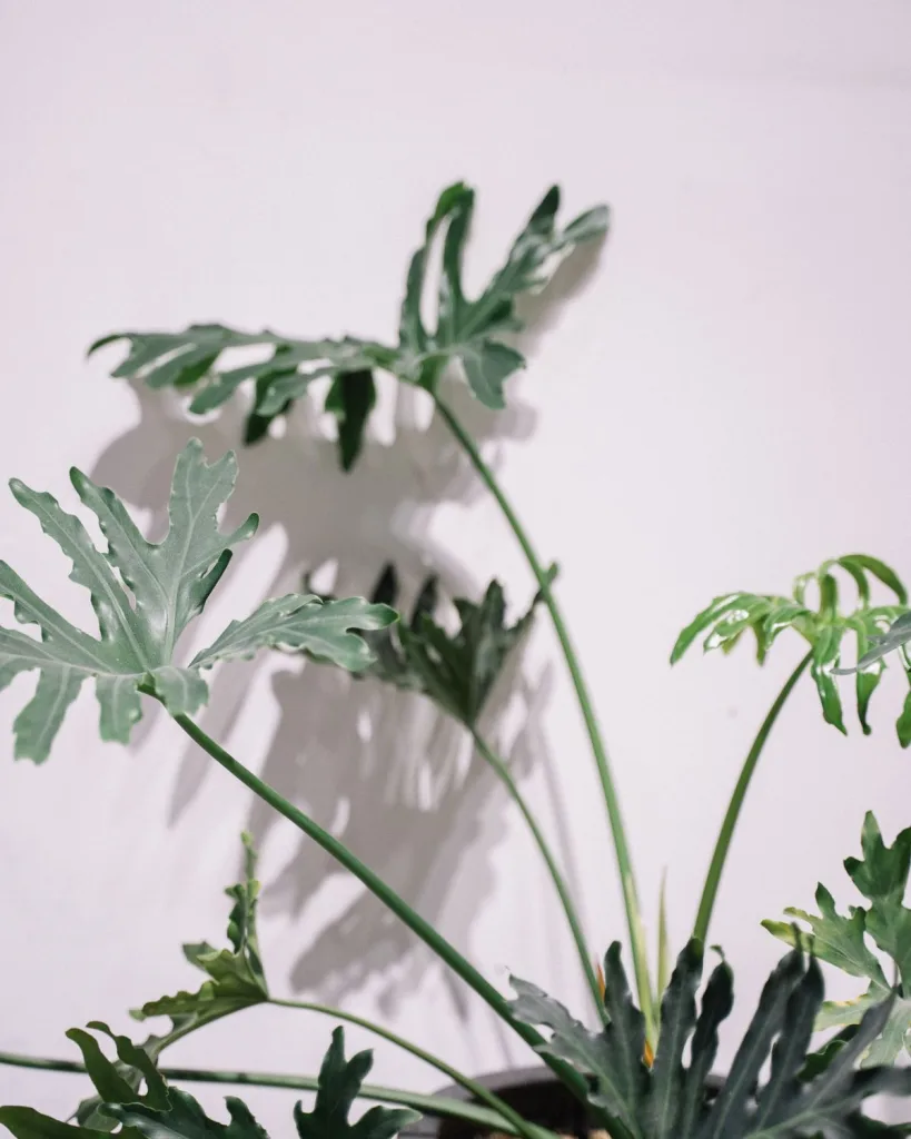 Philodendron xanadu Green