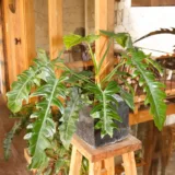 Philodendron xanadu Green