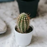 Pincushion Cactus
