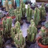 Pincushion Cactus