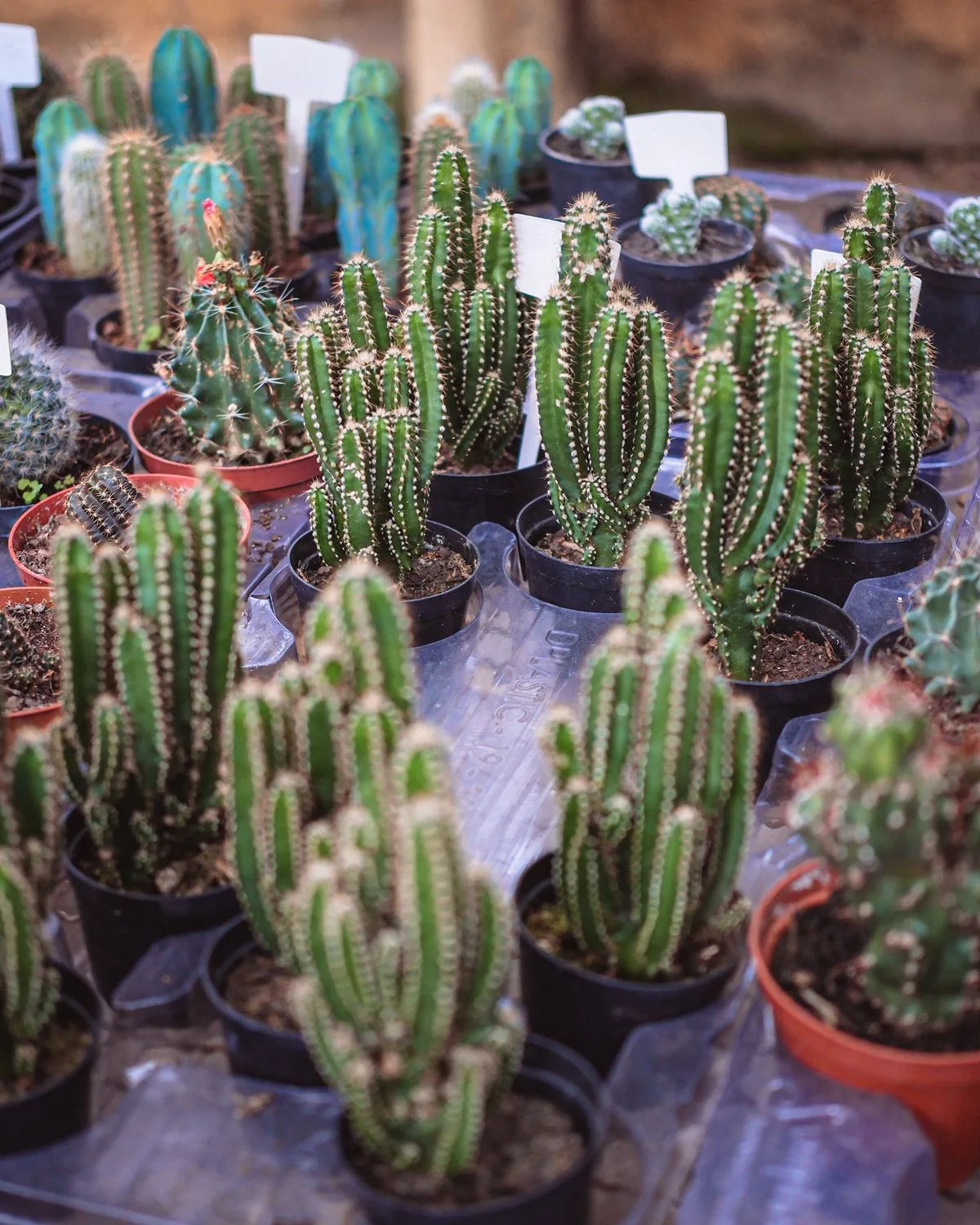 Pincushion Cactus