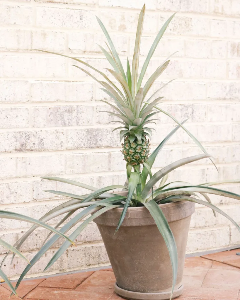Pineapple Plant