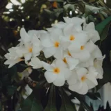 Plumeria, Champa (Pink)