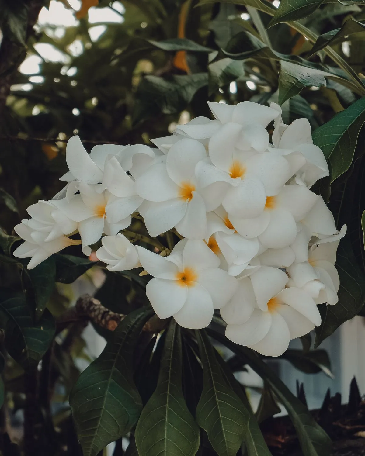 Plumeria, Champa (Pink)