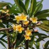 Plumeria, Champa (Pink)