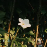 Plumeria, Champa (White)