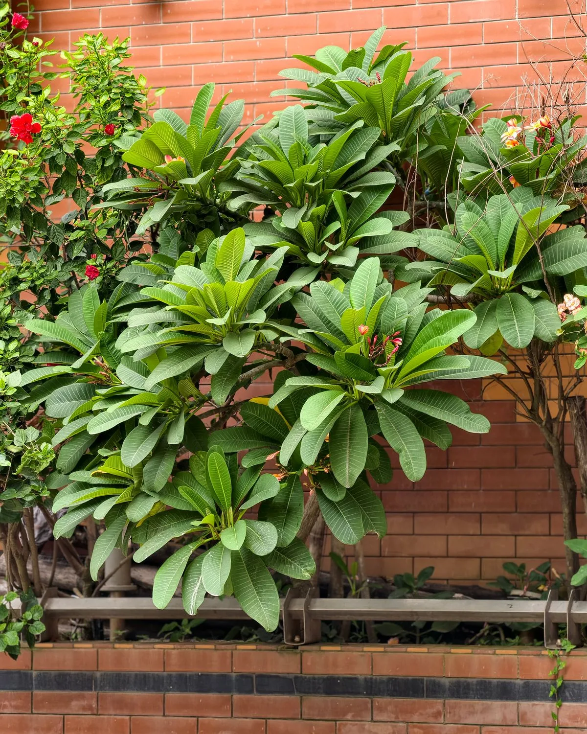 Plumeria, Champa (White)