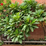 Plumeria, Champa (Yellow)