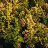 Pomegranate, Annar, Anar