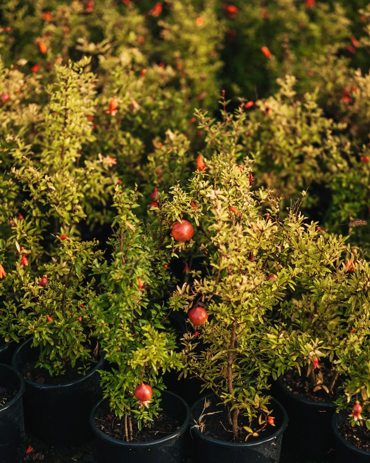 Pomegranate, Annar, Anar