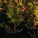 Pomegranate, Annar, Anar