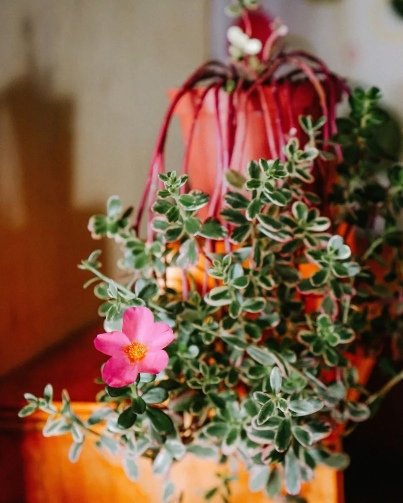 Portulaca, 10 O Clock (Yellow)