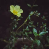 Portulaca, 9 O Clock (Any Color)