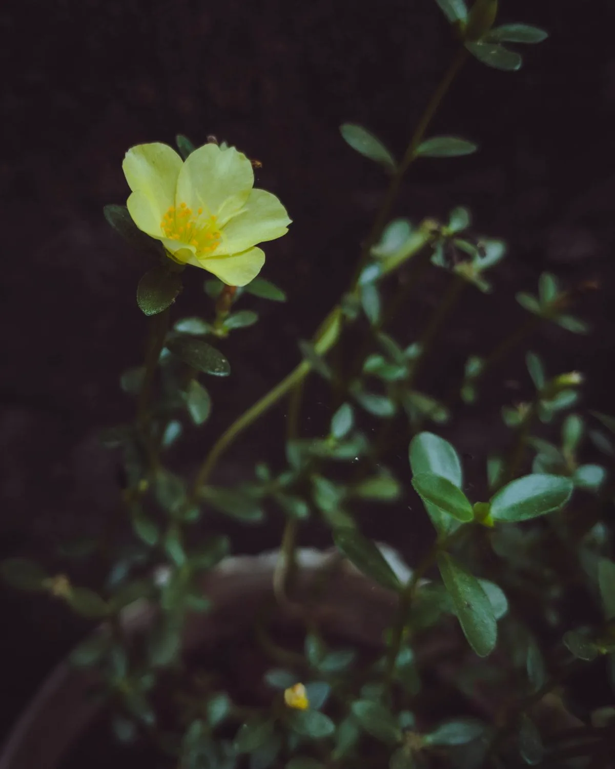 Portulaca, 9 O Clock (Any Color)