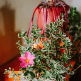 Portulaca, 9 O Clock (Red)