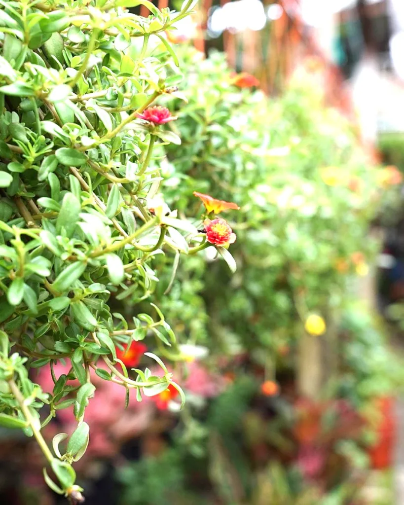 Raat Ki Rani (Night Blooming Jasmine)