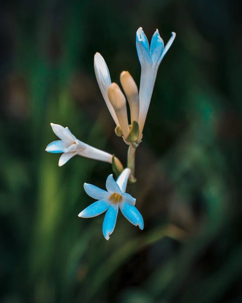 Rajnigandha, Tuberose