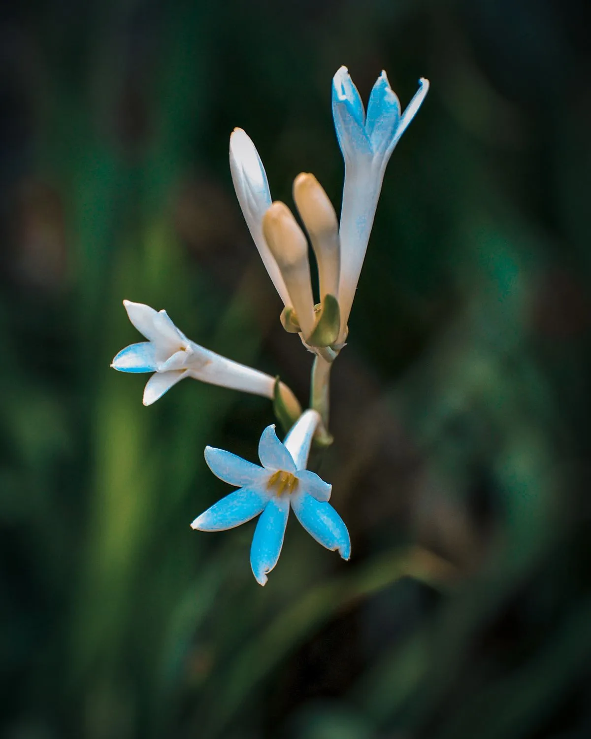 Rajnigandha, Tuberose