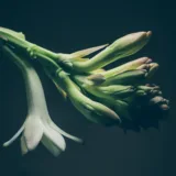 Rajnigandha, Tuberose (Double)