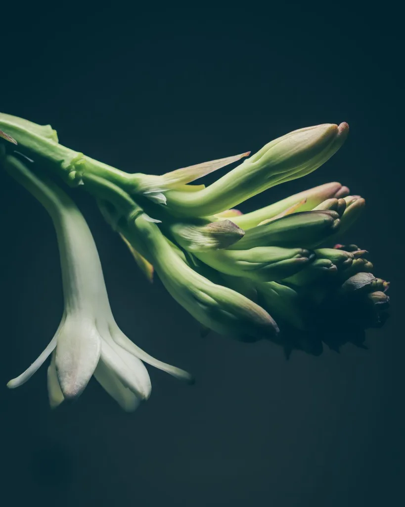 Rajnigandha, Tuberose (Double)