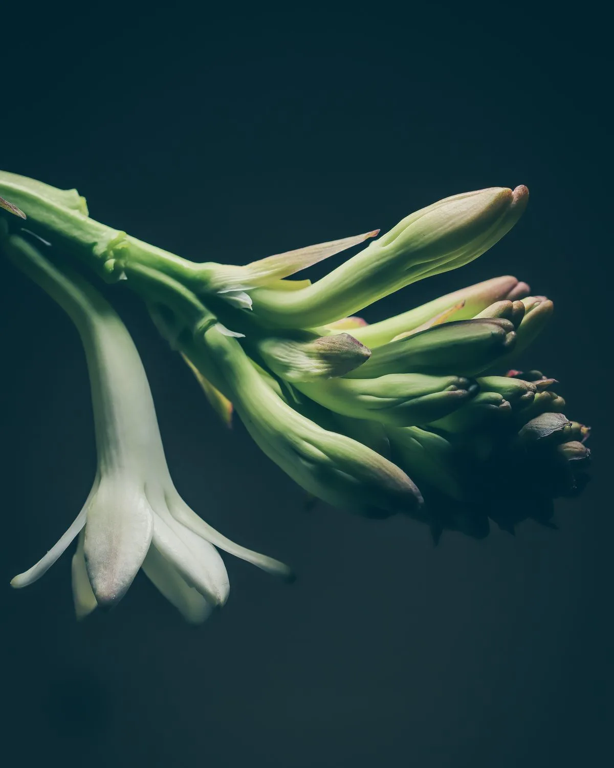 Rajnigandha, Tuberose (Double)