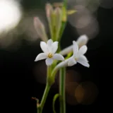 Rajnigandha, Tuberose (Double)