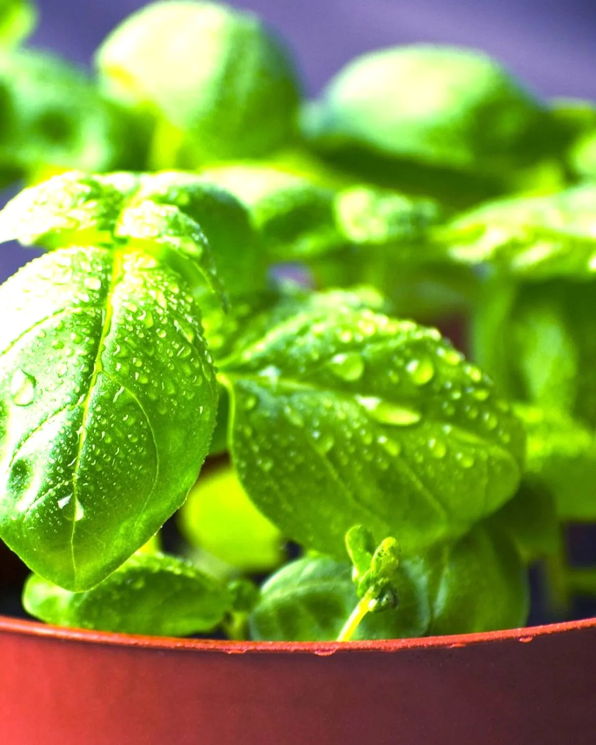 Rama Tulsi Plant, Holy Basil, Ocimum sanctum (Green)