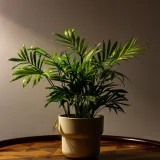 Raphis Palm, Lady Palm