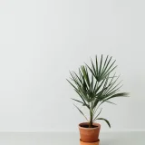 Raphis Palm, Lady Palm